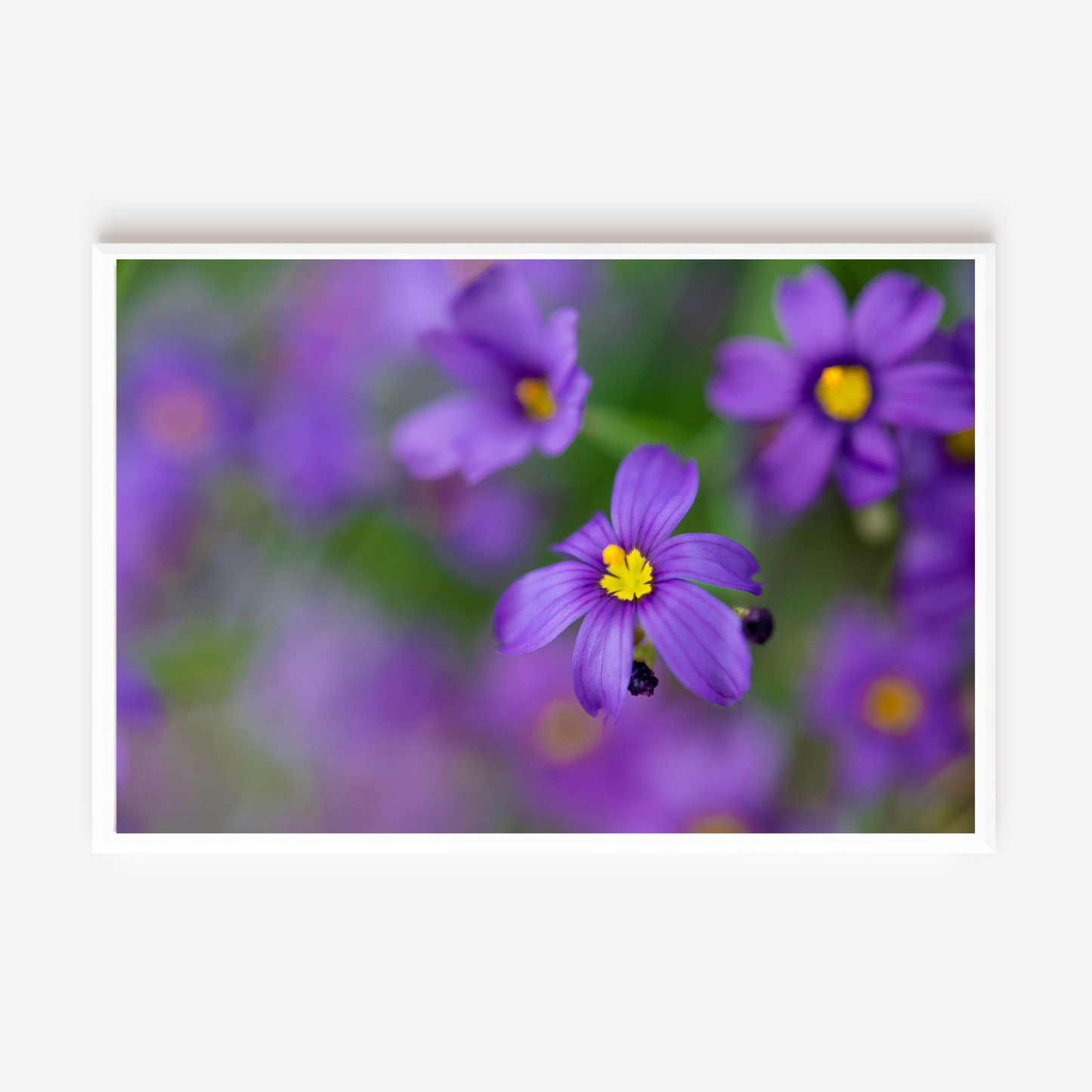Pops of Purple - Fine Art Photography - Art for your home or Office