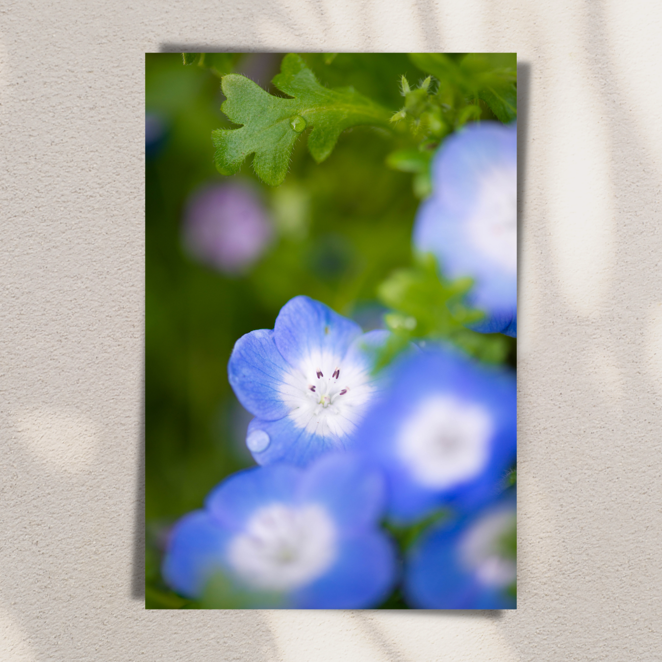 Periwinkle Petals - Fine Art Photography - Art for your home or Office