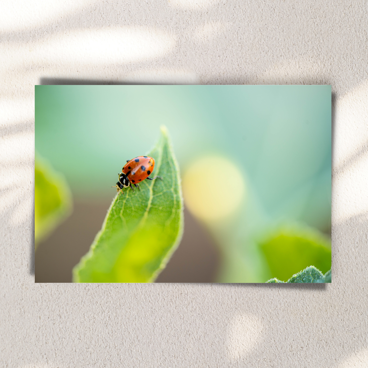 A Ladybugs Life - Fine Art Photography - Art for your home or Office