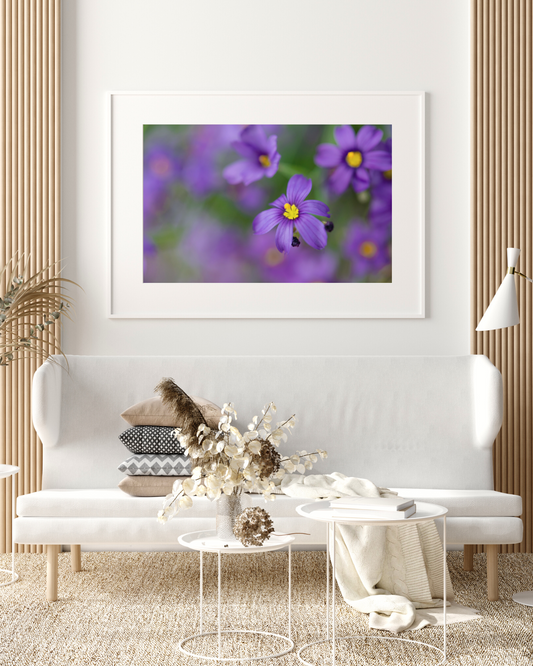 Pops of Purple - Fine Art Photography - Art for your home or Office