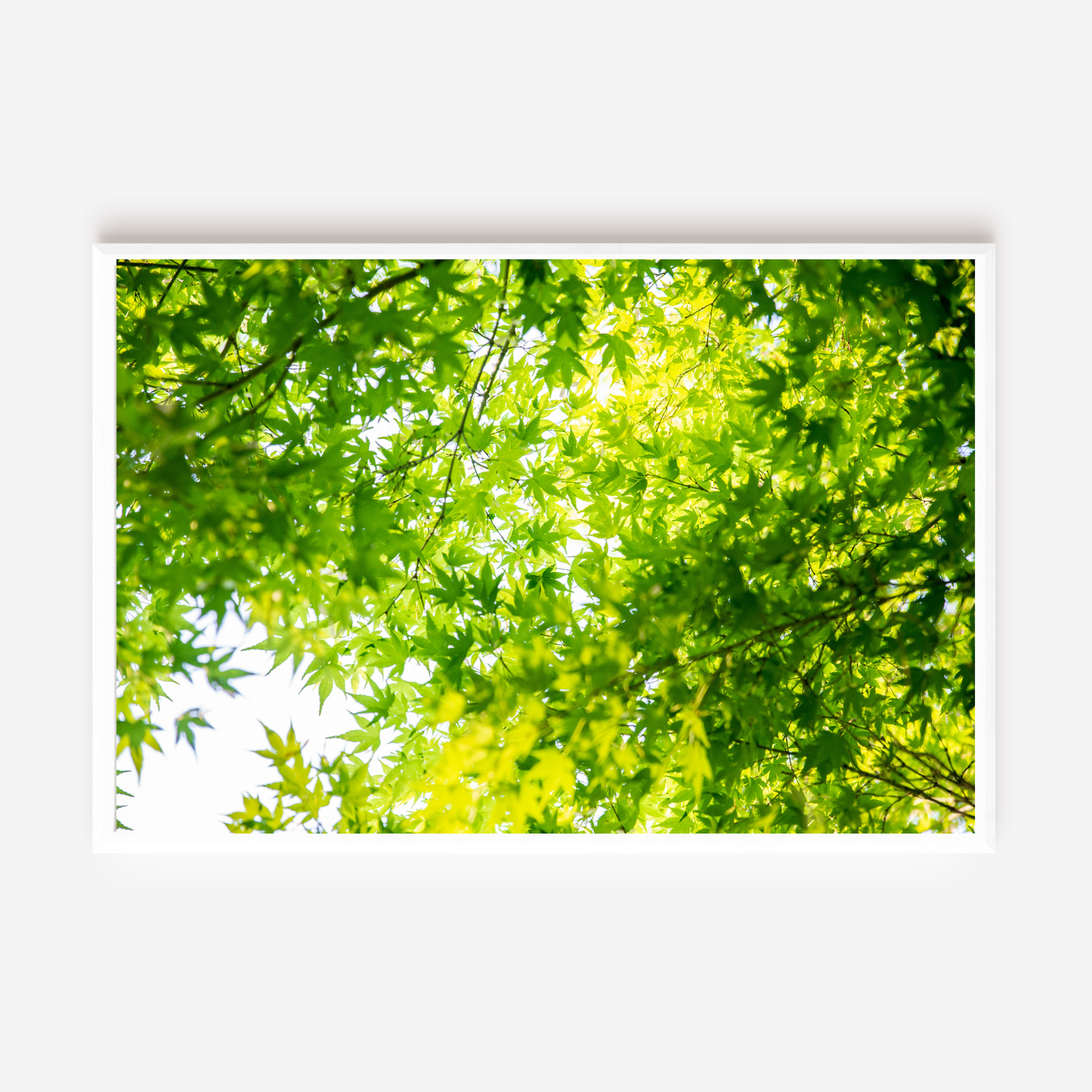 Nature's Canopy - Fine Art Photography - Art for your home or Office