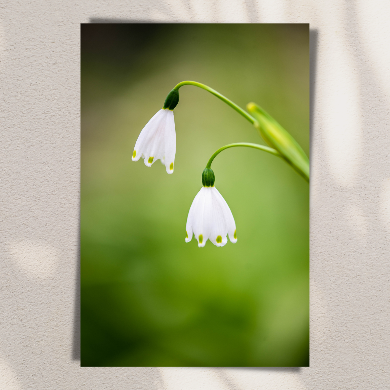 The Belles of the Ball - Fine Art Photography - Art for your home or Office
