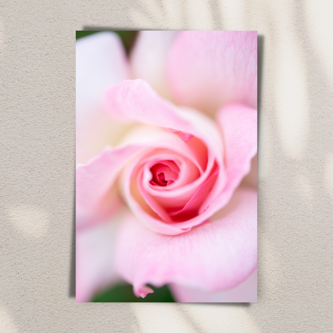 Pretty & Pink - Fine Art Photography - Art for your home or Office