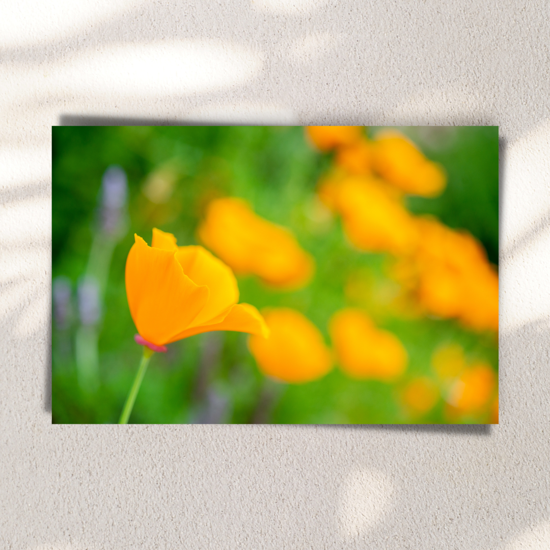 California's Golden Girls - Fine Art Photography - Art for your home or Office