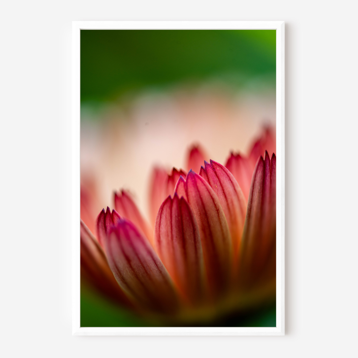 Daisy Dreams - Fine Art Photography - Art for your home or Office
