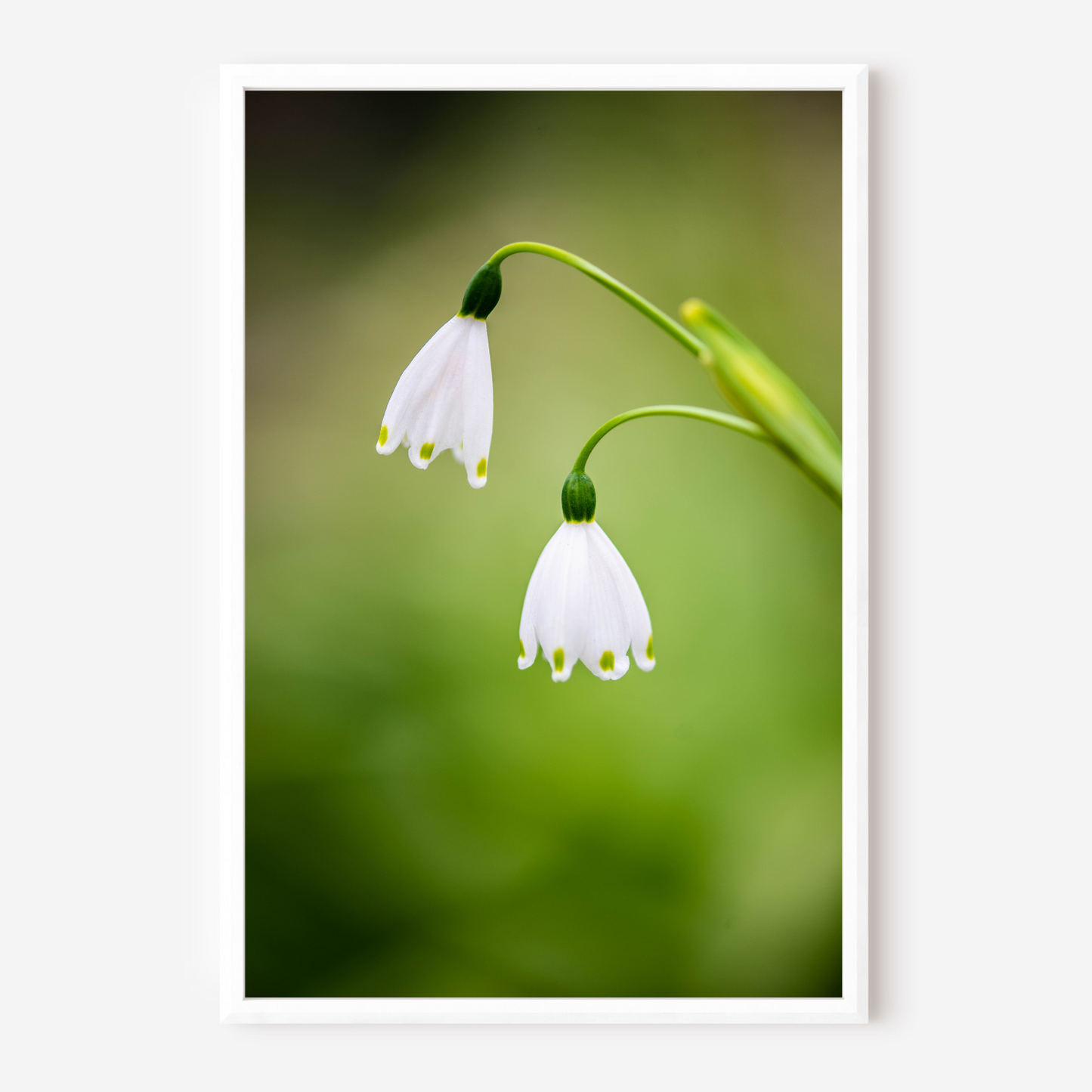 The Belles of the Ball - Fine Art Photography - Art for your home or Office